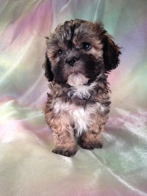 Male Lhasa Bichon(Teddy Bear) Puppy for sale #13 Ready Now! Are you looking for Teddy bear puppies for sale in Boston MA? We ship for $150 